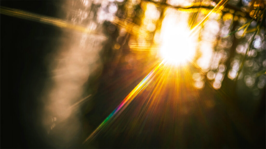 sun shining through thick forest