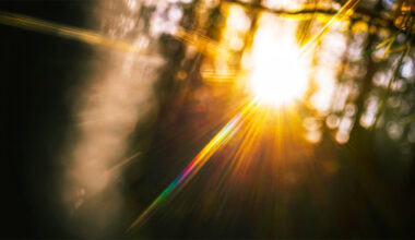 sun shining through thick forest