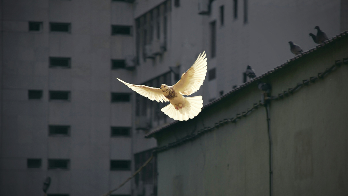 white peace dove